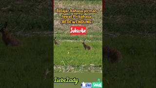 Belajar pribahasa 👄🐰🐇 bahasajerman belajarbahasajerman bahasajermanseharihari [upl. by Ajay508]