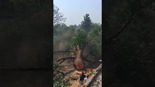 Tree is downfall after Cutting tree tree cutting in machine [upl. by Emanuele]