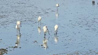 Shorebirds at Ambury Regional Park birds animals wildlife [upl. by Koloski]