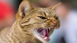 Male Cat Calling Female  Male Cat In Heat Sounds  Cat Mating Call Sounds [upl. by Ahsienal]