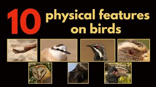 10 PHYSICAL FEATURES ON BIRDS [upl. by Sylvan930]