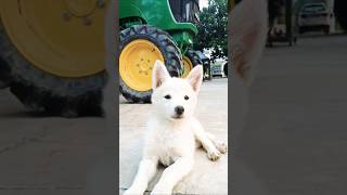 Dog sound puppies dogs puppylovers [upl. by Ennairoc]