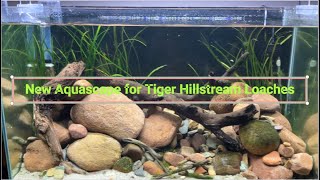 Amazing Tiger Hillstream Loaches [upl. by Adaha349]