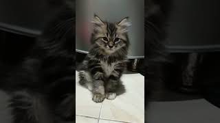 JOPLIN amp GEN 2 shorts cat cats catlover catvideos [upl. by Otrebmal]