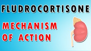 Fludrocortisone Mechanism and Side Effects [upl. by Adda]