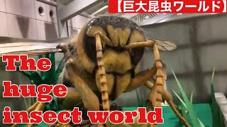 【The huge insect world 】巨大昆虫ワールド insects 昆虫 huge [upl. by Delwyn]