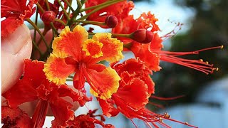 How to Grow Caesalpinia Pulcherrima  Peacock Flower Seeds  Bird of Paradise [upl. by Michell]