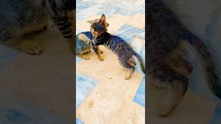 CAT FIGHTING 😝😜😍viralvideo kittenslovers cutepet catlover cute [upl. by Iran]