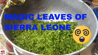 Sierra leones magic leaf krain krain [upl. by Ynttirb]