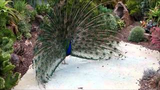 Peacock Mating 10 [upl. by Guy]