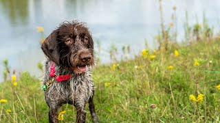 Discover the Benefits of the Wirehaired Pointing Griffon [upl. by Romain]