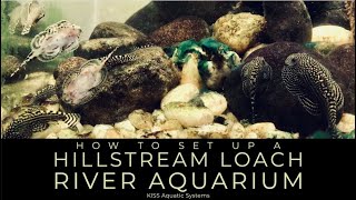 How To Set Up A Hillstream Loach River Aquarium [upl. by Eiderf]