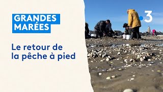 Les grandes marées le bonheur des pêcheurs à pied [upl. by Milone]