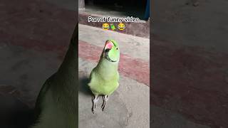 Funny parrot video 😂🦜😱shorts funnyparrot funnyvideo funny funnycomedy mithubeta viralvideo [upl. by Ahcarb479]