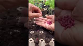 It’s easy to grow coriander seedlings using egg drag Coriander Seedling Cultivation [upl. by Haimirej]