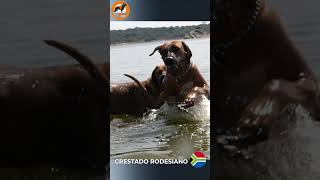 Crestado Rodesiano quotel mata leonesquotshorts Rhodesian Ridgeback [upl. by Afihtan]