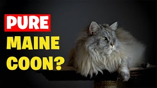 Is Your Maine Coon a FAKE How to Spot a Purebred Maine Coon [upl. by Ynatil]