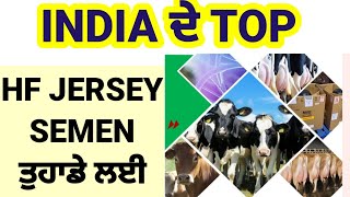 🇮🇳 INDIA de BEST HF te Jersey bulls list CRI [upl. by Idyh]