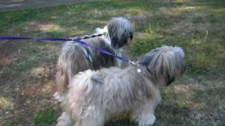 Tibetan Terrier barking at a bin [upl. by Coppock]