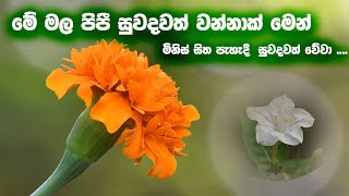 නමස්කාර වේවා බුදු රුවනට  බුදු ගුණ වන්දනා  බුදුන් වැඳීම  Namaskara Wewa Budu Ruwanata [upl. by Osugi]