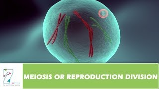 MEIOSIS OR REPRODUCTION DIVISION  PART 02 [upl. by Gorden335]