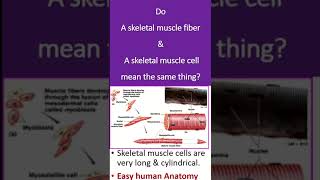 Do A skeletal muscle fiber amp A skeletal muscle cell mean the same thing [upl. by Raama]