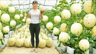 Harvesting Milk Melon Goes To Countryside Market Sell  Grow Clean Vegetable  New Free Bushcraft [upl. by Ebehp]