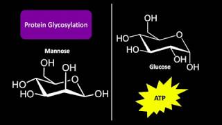 Mannose Metabolism [upl. by Auberta142]