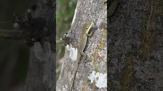 Anolis cristatellus Lake Wylie Hydroelectric DamCatawba River South Carolina [upl. by Dibru]