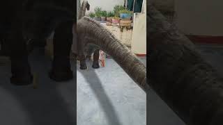 dinosaur dinor comedy cutebaby shortvideo trending dinosar funny [upl. by Trinee]