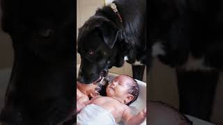 Big black dog gives twin babies a bath [upl. by Xavier]