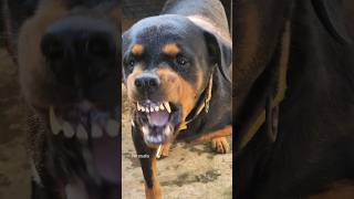 angry dog barking and growling shorts viral dog angrydog angry rottweiler [upl. by Basham]