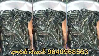 Murrel Fish Farming  koramenu Fish Farming  Murrel Fish For Sale  gk babu Fish Farming In Telugu [upl. by Cirdet558]