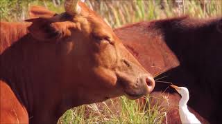 Western Cattle Egrets eating flies off cattle [upl. by Leonhard]