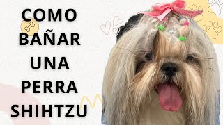 CÓMO BAÑAR UNA PERRA SHIHTZU Y REALIZAR PEINADOS CON MOÑOS [upl. by Acirrej]