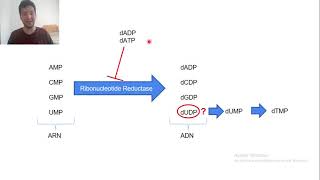 61ribonucleotide reductase [upl. by Limaj197]