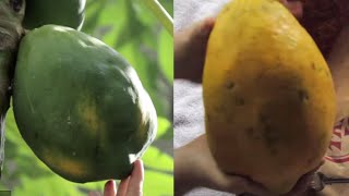 When to Harvest Papaya  Grow Everything  Episode 6 [upl. by Ayrolg]