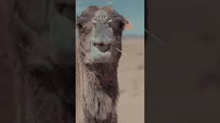 CAMEL DOCUMENTARY 🐪 music animal piano animaldocumentry camel [upl. by Darryl164]