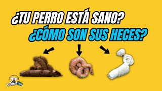 Conocer estado de Salud de tu Perro a Través de sus Heces [upl. by Ateuqram600]