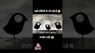 Ajeeb Panchi🤔🤔🤔🤔🤔🤔🤔🤗🤗 amazingfacts motivation story factsinhindi funny funnyanimatedcartoons [upl. by Parrott]