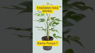 Tanaman Hias Mahal kamu punya  shorts tanamanhias anggrek monstera plants [upl. by Rudd]