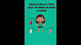 Muscle Cells TypesEasy to draw in exam and paper [upl. by Atokad189]