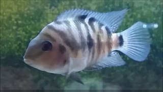 How to tell convict cichlid gender convict cichild spawning and breeding behaviour [upl. by Yltneb]