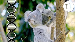 The koala code Secrets of the koala genome [upl. by Mlawsky378]