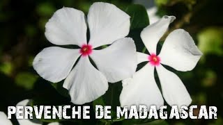 PERVENCHE DE MADAGASCAR [upl. by Grange]