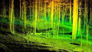 Terrestrial LiDAR Forest Transect [upl. by Kcirddehs484]