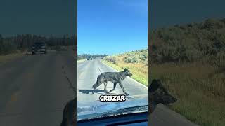 ¡Increíble Un Lobo Educadamente Espera Su Turno para Cruzar la Carretera 🐺🚗 shorts [upl. by Janeva]