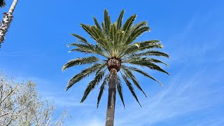 Poda de Phoenix canariensis con motosierra stihl ms200t y gancho de frutos o gumia [upl. by Sisxela]