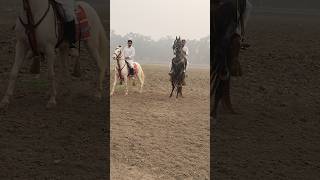 Horse rider skillattitude [upl. by Tade]