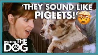 Chihuahuas Sound like Piglets being Scalded😳  Its Me Or The Dog [upl. by Atiras]